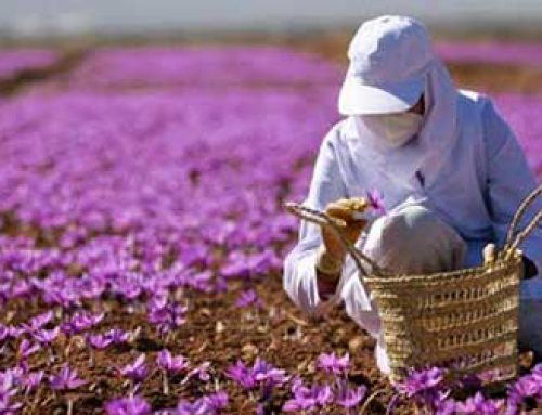 Iranian saffron harvest – another spectacular thing in Iran